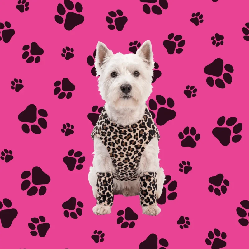 Pet 1 - Modelo vestido