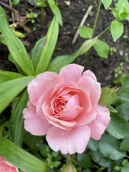 https://i.postimg.cc/GtnW2s8w/IMG-2083.jpg