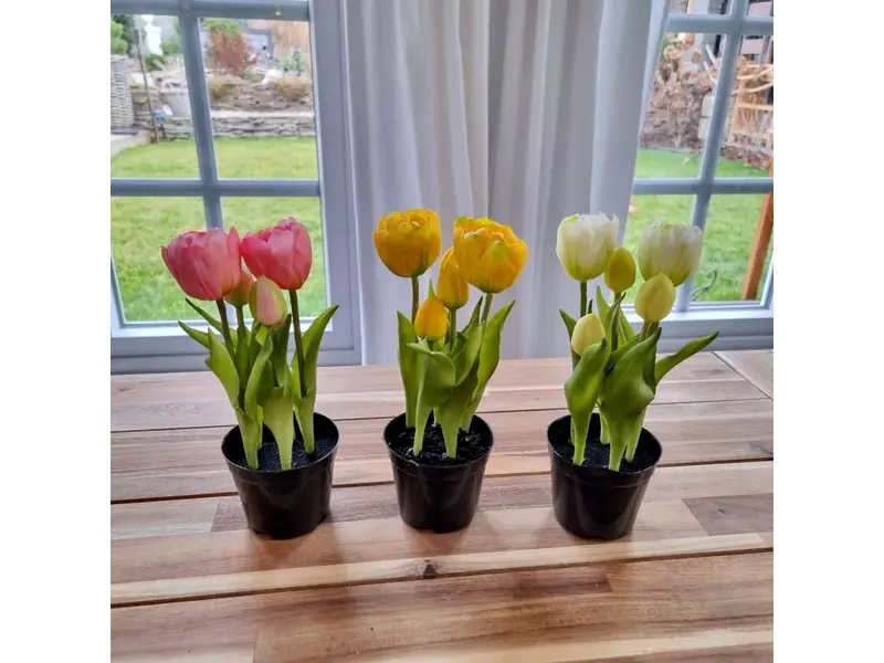 1491-tulipany-v-kvetinaci