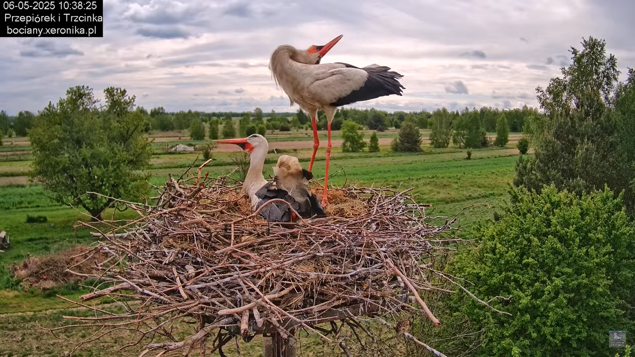 06052025bociany19