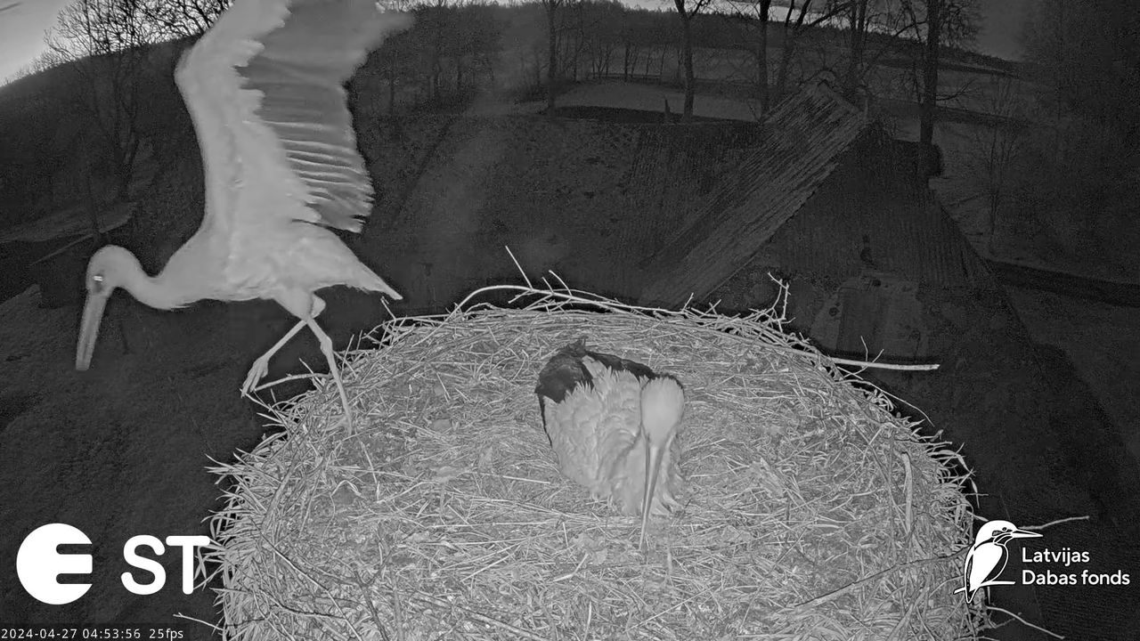 Baltie stārķi (Ciconia ciconia) Tukuma novadā - LDF tiešraide __ White storks in Tukums, Latvia 8-42