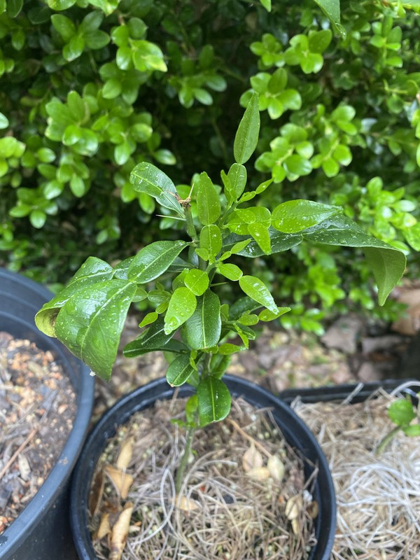 A1DA7E4E-5CAA-4263-BFCB-85F63CCBFDC9