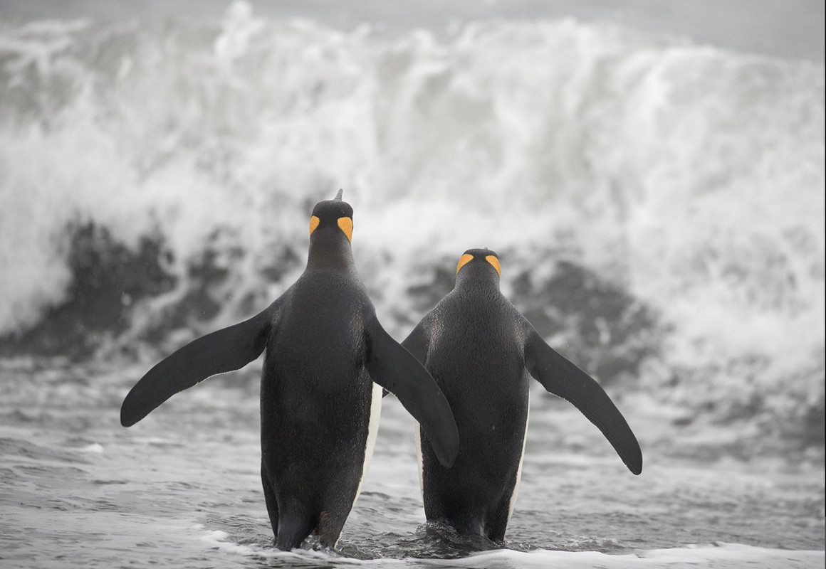 blacknwhite-penguins-dis.jpg