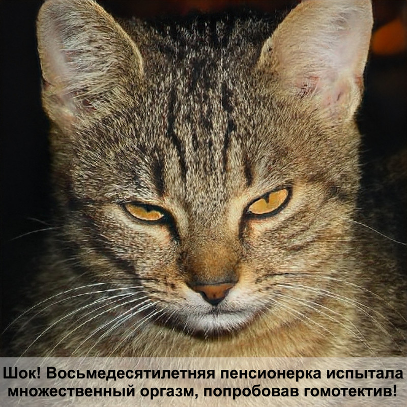 котята мейн кун 1 месяц фото