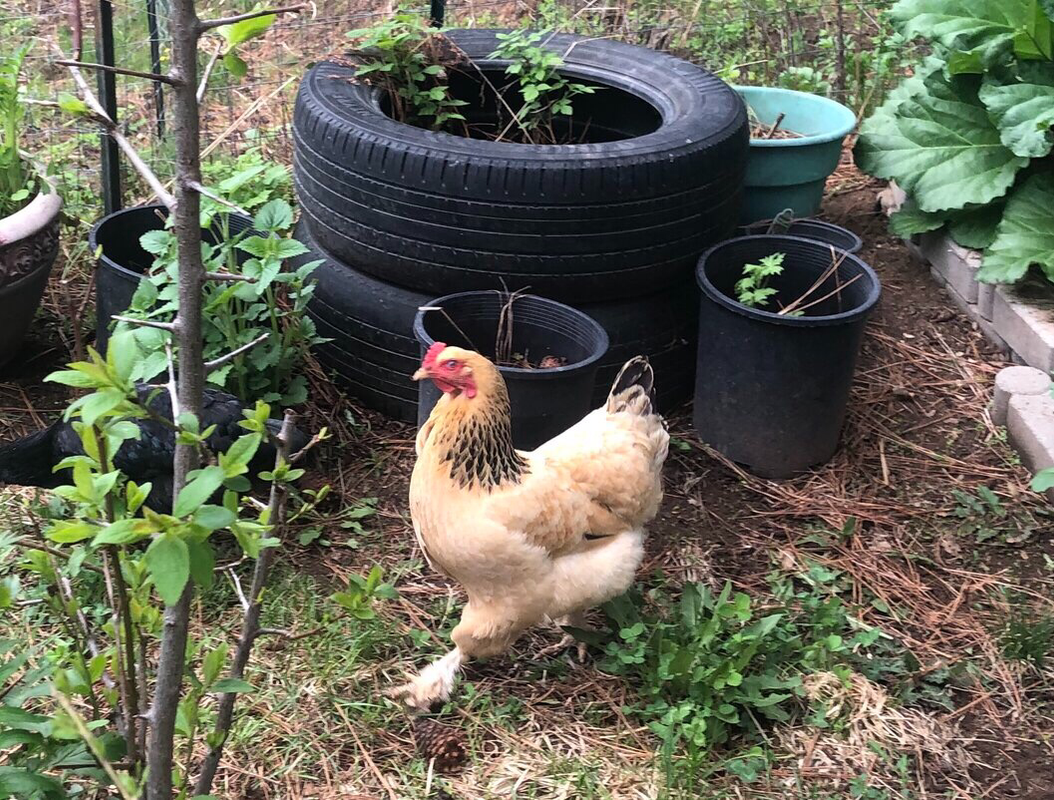 FD43096A-DDD0-4279-843A-A1A813B775E2