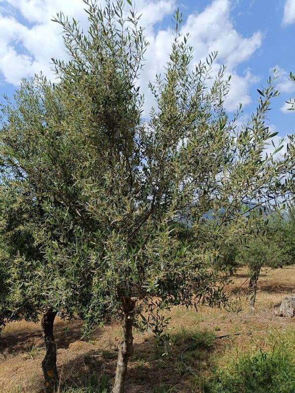 εικόνα_Viber_2024-04-14_09-27-46-878