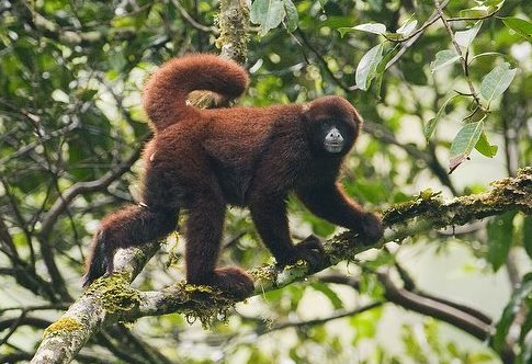 Perú. Serie fauna amenazada peruana (2017-19) Mono