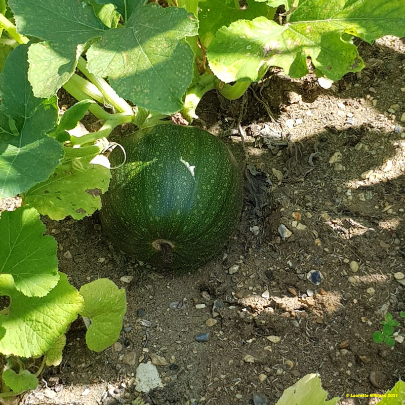 Pumpkin