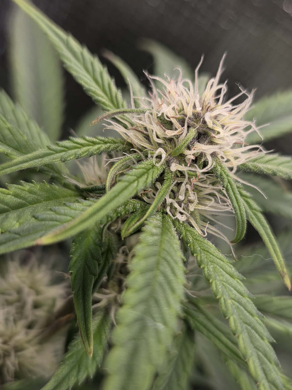 Messenger creation 9D347247 B6BA 4FC8 B4B0 34F6C323A79F