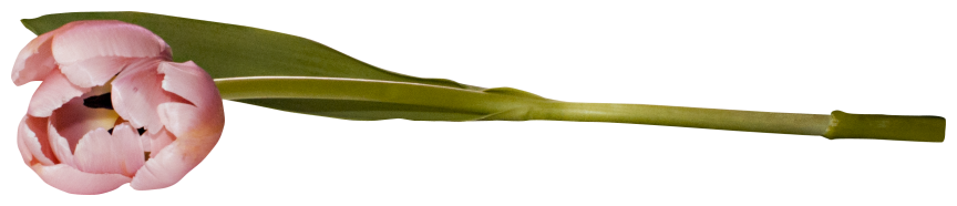 DBJ_ELEM97