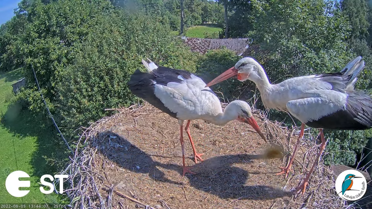 Baltie stārķi (Ciconia ciconia) Tukuma novadā - LDF tiešraide __ White storks in Tukums, Latvia 4-46