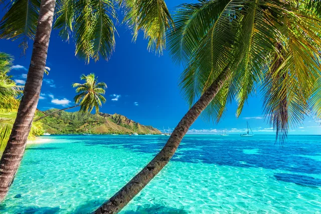 [Bild: franzoesisch-polynesien-tahiti-palmen-me...26364.webp]
