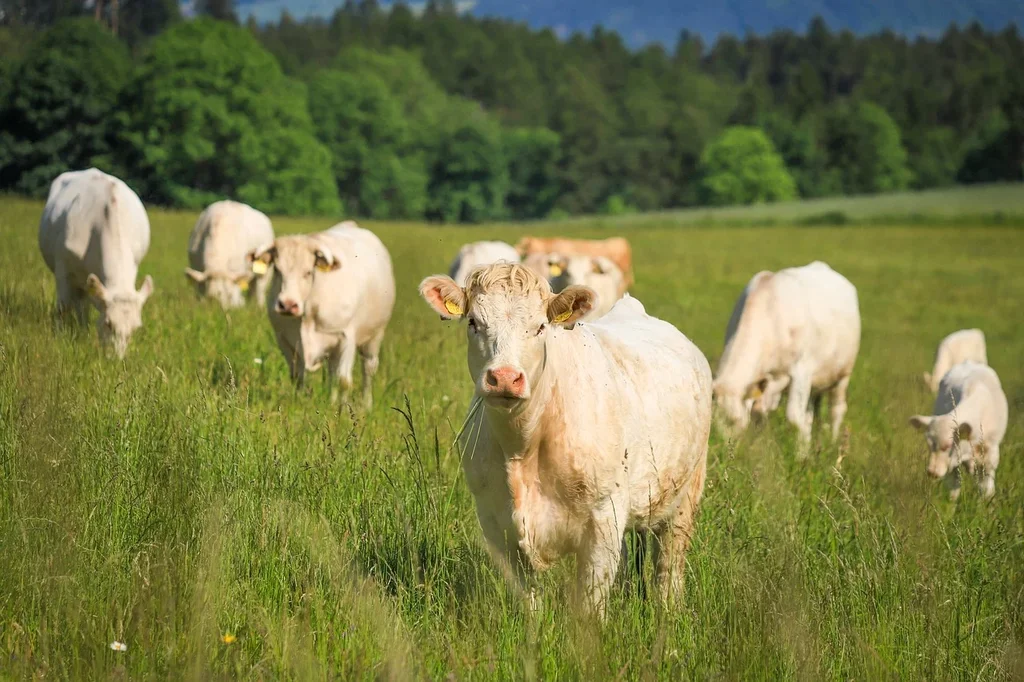 white-cream-cattle.webp
