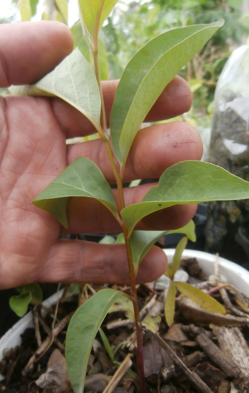 id-seedli-2b.