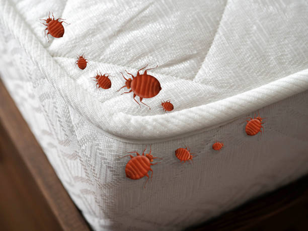 Kissimmee Bed Bug Treatment
