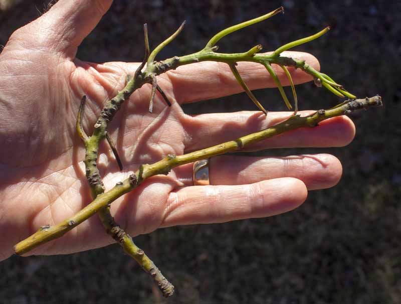 rdc 2018-01-25 Duke cuttings