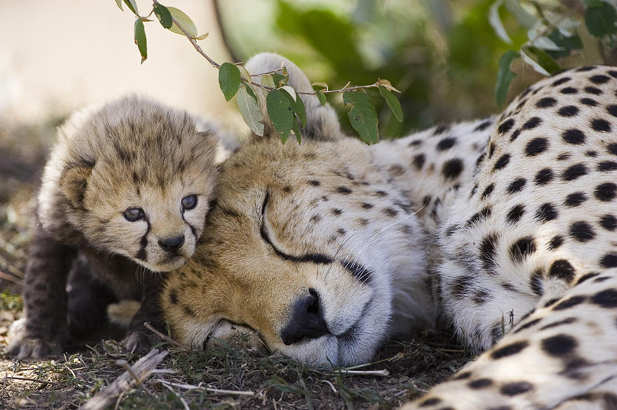 sleeping-cheetah-and-cub-kenya-suzi-eszterhas.jpg