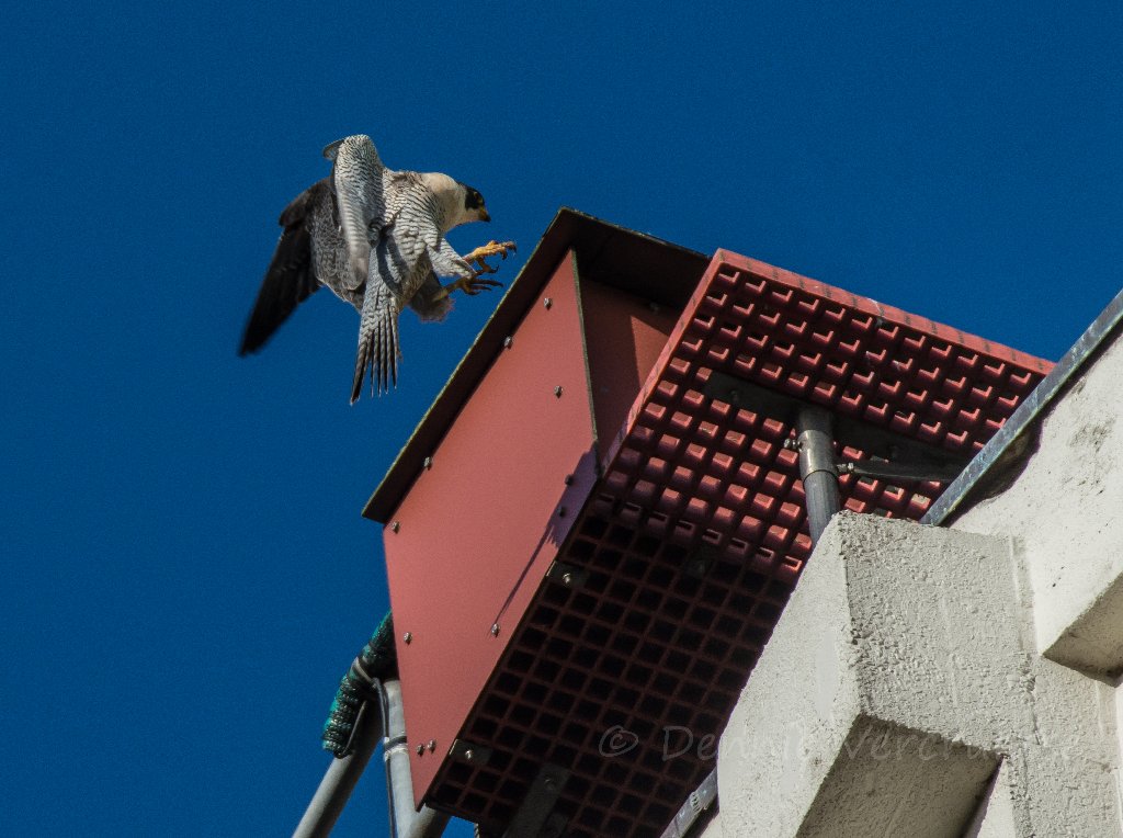 Foto's van Dennie. 2020 - Pagina 2 Sv2902f