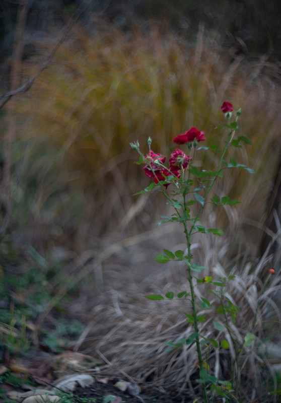 IMG-a8ef8f7801025609e7fcdacf2c2391c7-V