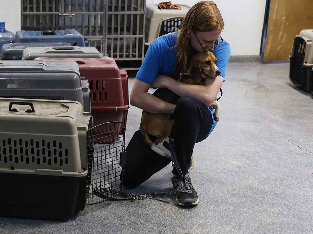 Rescatan en EEUU a más de 4 mil perros que se usarían en experimentos