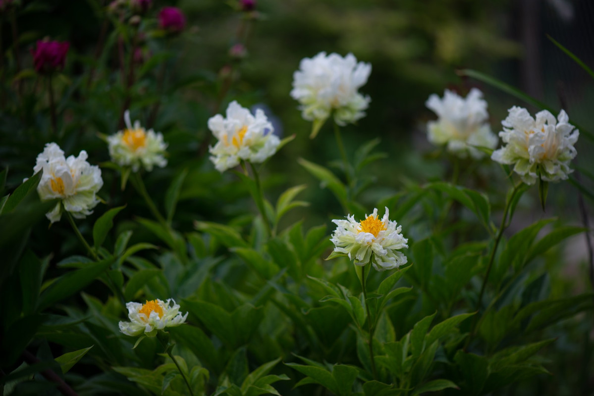 IMG-db13dbc223a287259eb84525f33b0058-V