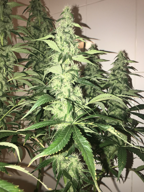 5E53F323-C530-42D9-A52C-93FB4961920D