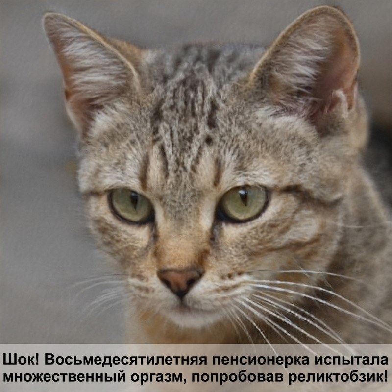 окрасы британских кошек