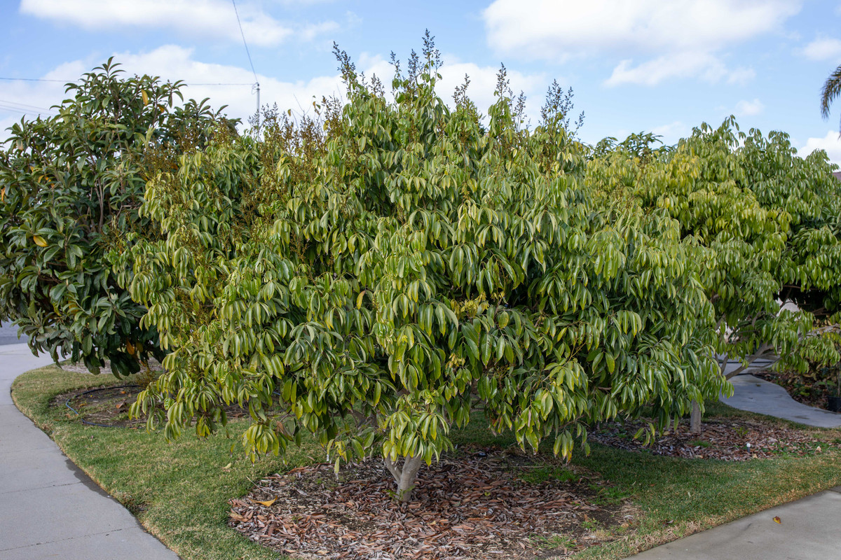 8U1A8973  Mauritius Lychee Tree with Inactive Flowers (1-18-2025)