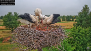 09072025bociany21