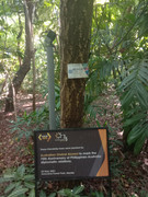Arroceros-Forest-Park-Manila-Bagras20260716-150838