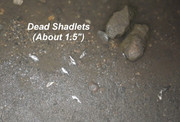 [Image: DEAD-SHADLETS.jpg]