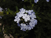 39.2.fantasy urban II