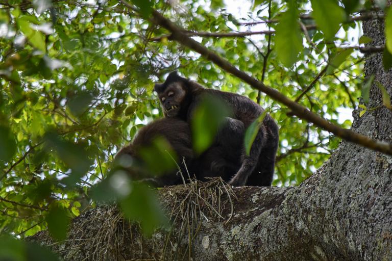 В джазе только девушки или аргентинско-бразильский калейдоскоп В джазе только девушки или аргентинско-бразильский калейдоскоп
