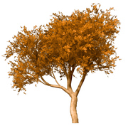 TADD_elements_Shimmer_Fall_51