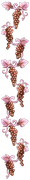 Rose-Vertical