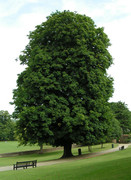 Horse-chestnut-800.jpg