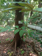 Arroceros-Forest-Park-Manila-Bagras20260716-150801