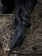 7f3f3c363d1a66d7cd69a7fd8ea79bd5