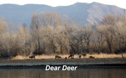 [Image: DEAR-DEER.jpg]