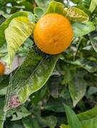 PXL-20250825-023733898