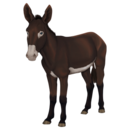 donkey-howrse-coat-1.png