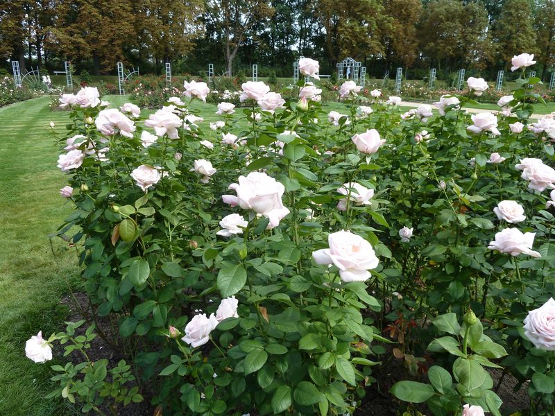 2013-08-22 Forst Gärtner Pötschkes Jubilee2