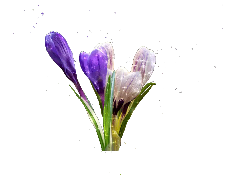 crocus.webp