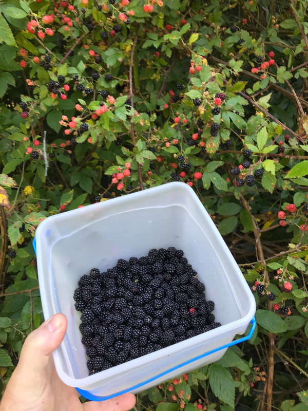 Blackberries1