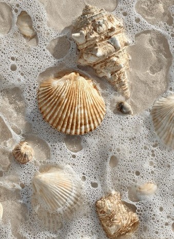 Seashells from a Mumbai beach