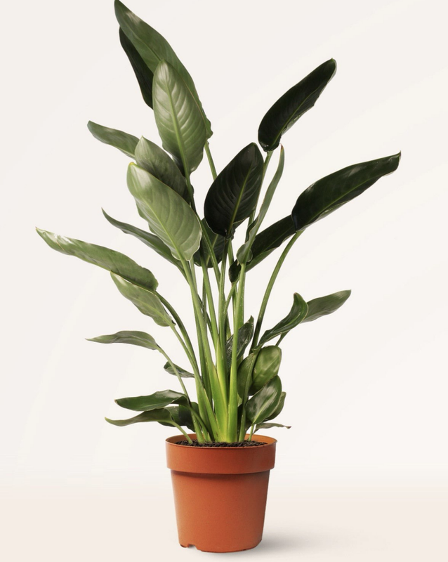 Esterlitzia