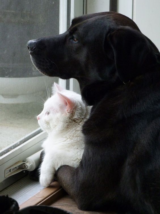 Dogandcat81fba404ff73d61.jpg