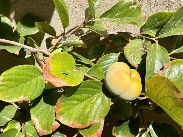 [Image: CD44-B151-B16-B-4-B66-A97-A-746-C8-AB31392.jpg]