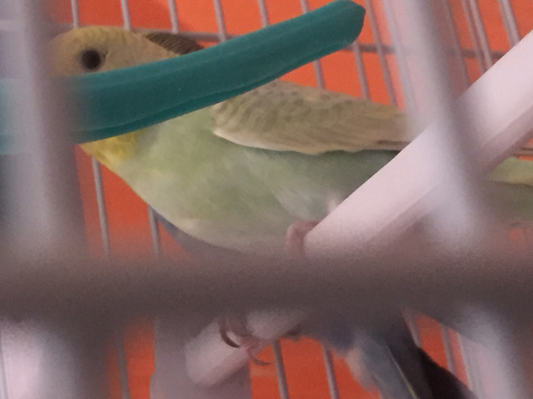صورة