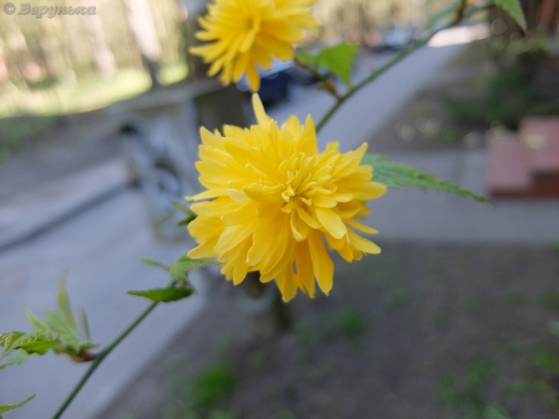 DSCF4623